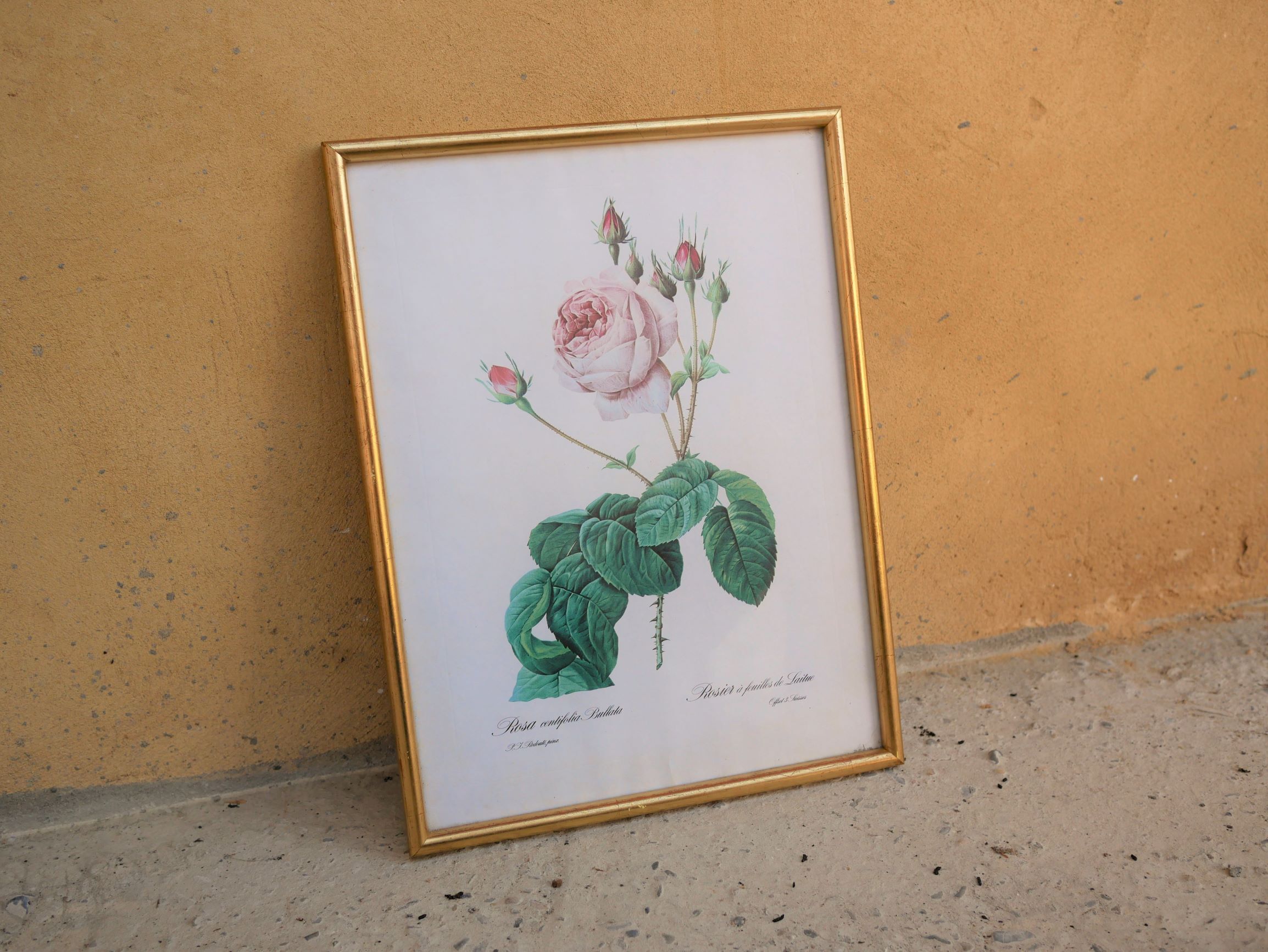 Vintage botanical poster "Rosa Centifolia Bullata" by P.J.Redouté