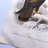 Antique print from 1849. Imperial Eagle by E. Travies. Engraving by Orbigny.