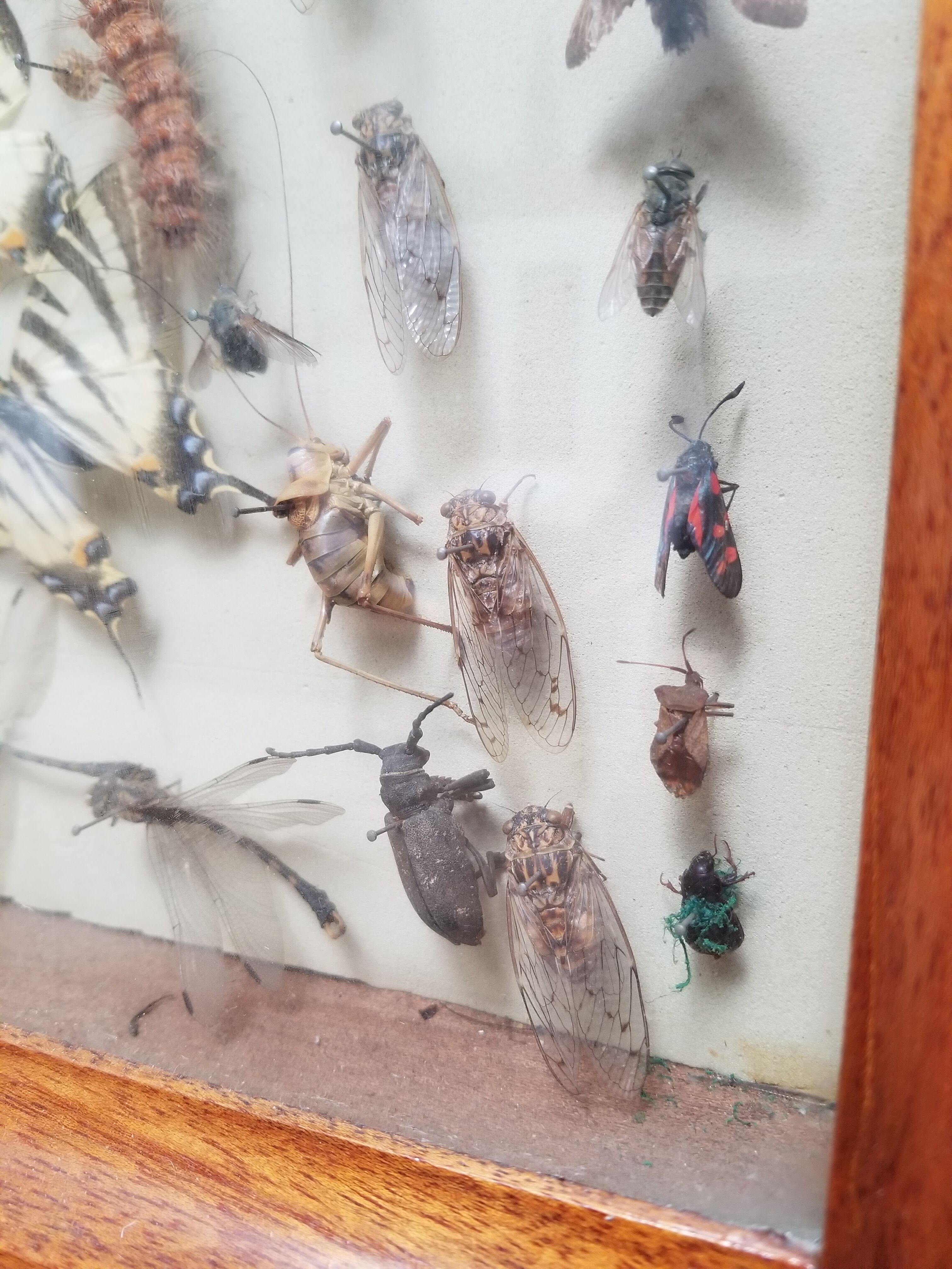 Vintage naturalized insect frame
