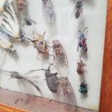 Vintage naturalized insect frame