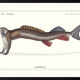 Chimera lithograph animal engraving - l'acilbrouck