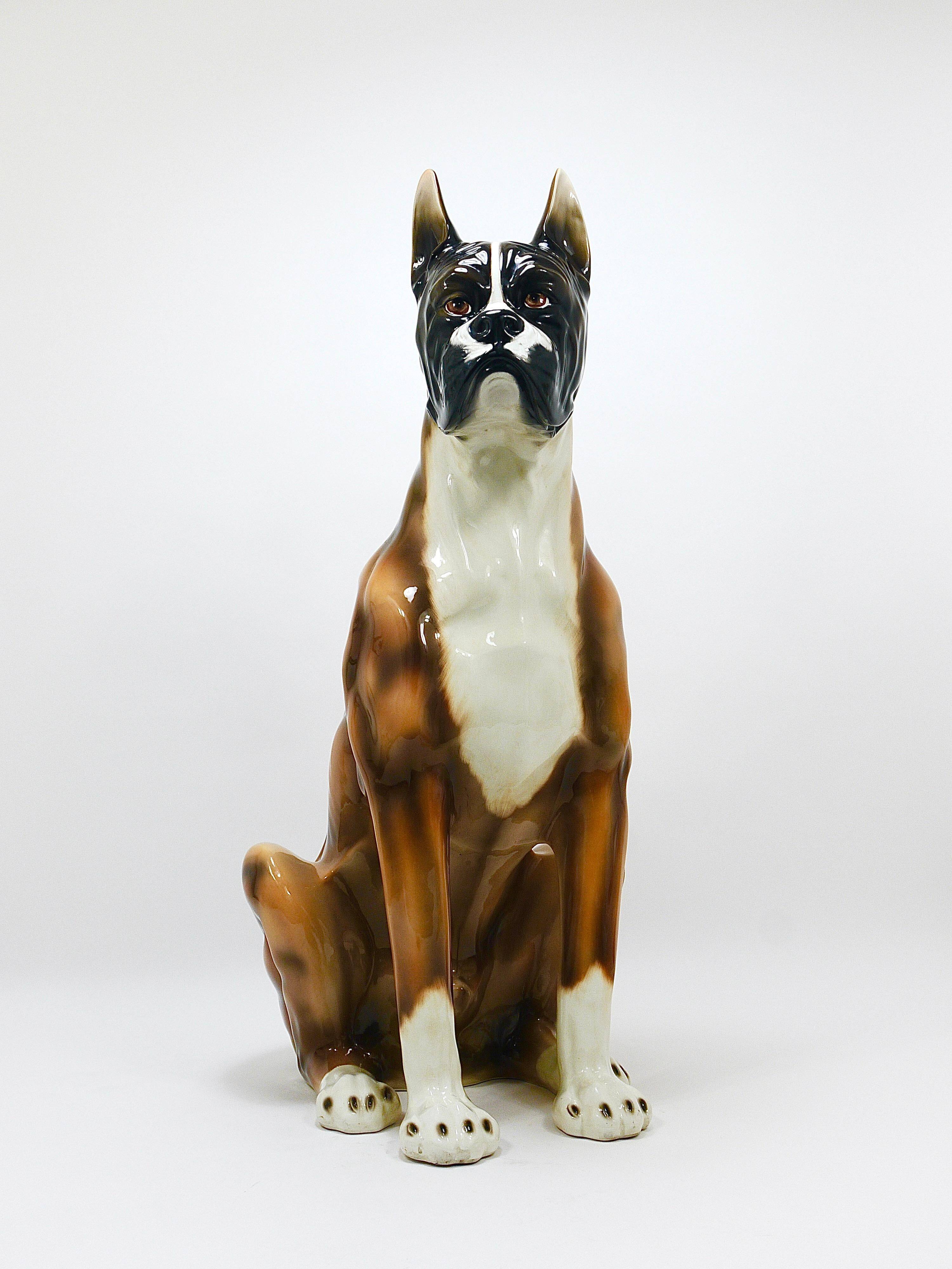 Life-size boxer dog statue in majolica, glazed ceramic, Italy, 1970s.