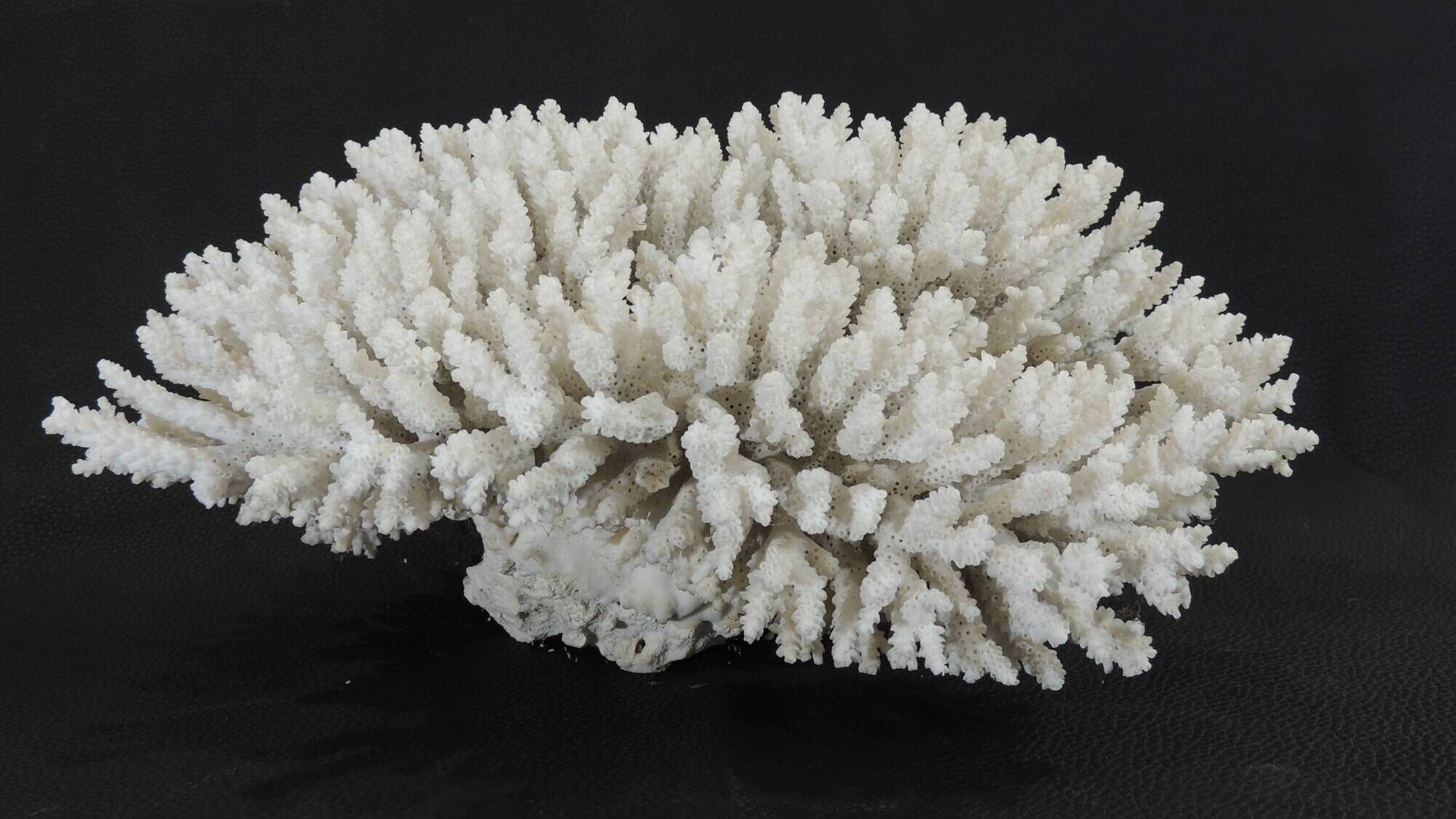 Large white sea coral
