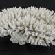 Large white sea coral