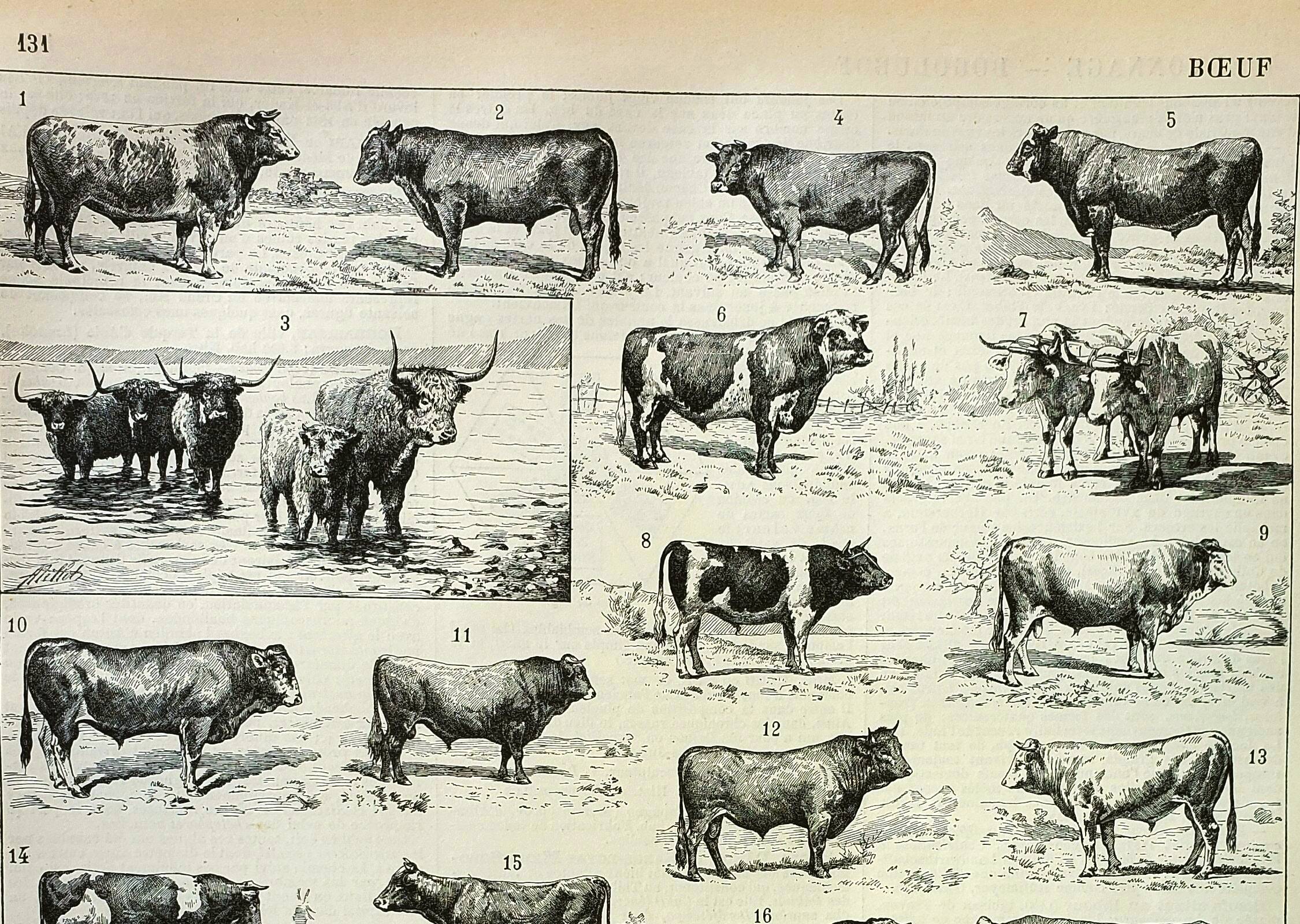 Antique engraving 1898, Ox, cow, bull, calf • Lithograph, original illustration