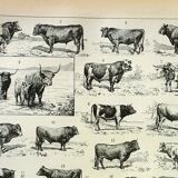 Gravure ancienne 1898, Bœuf, vache, taureau, veau • Lithographie, illustration originale