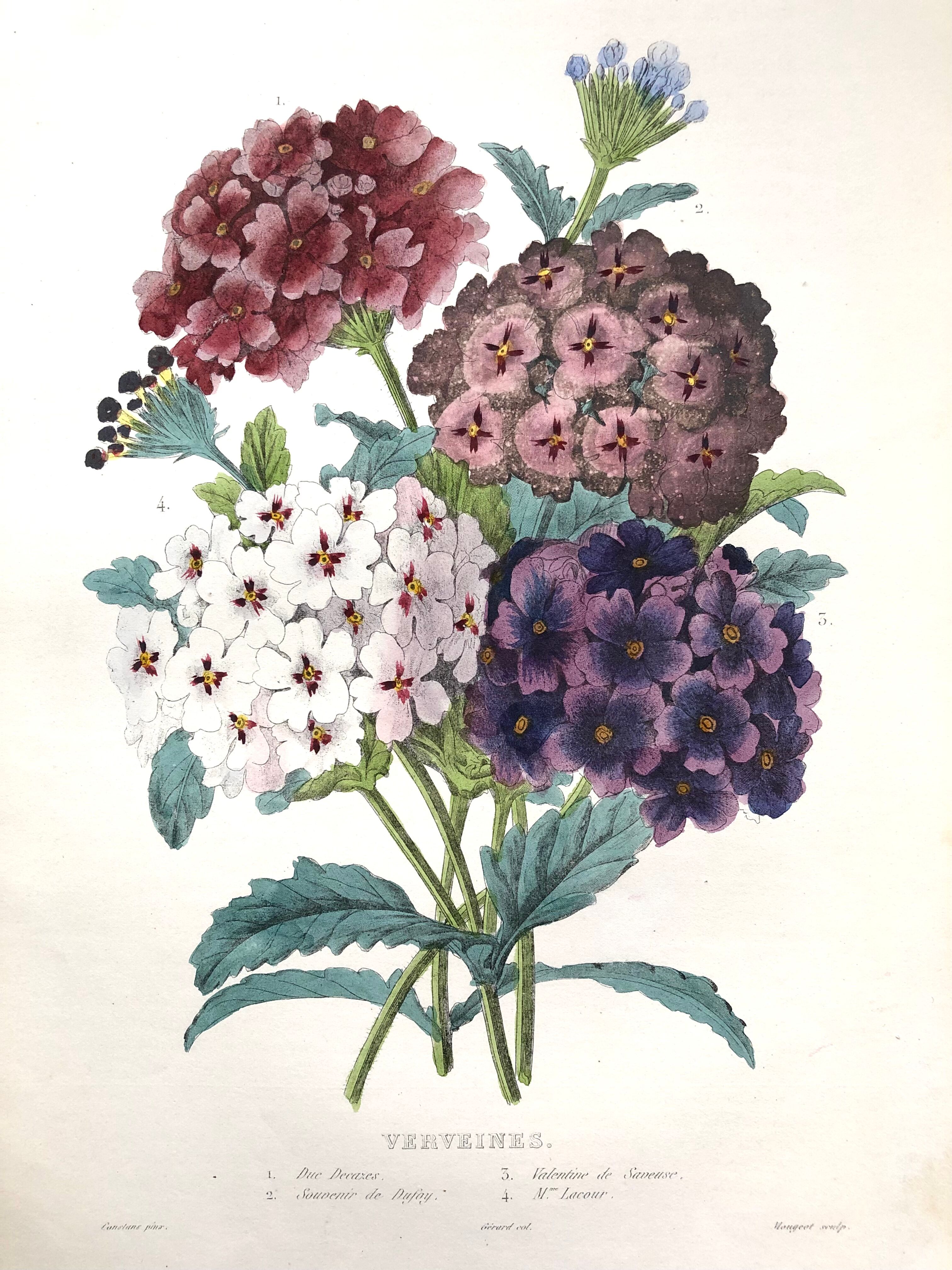 Affiche ancienne - Planche botanique de 1854