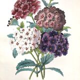 Affiche ancienne - Planche botanique de 1854