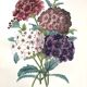 Affiche ancienne - Planche botanique de 1854