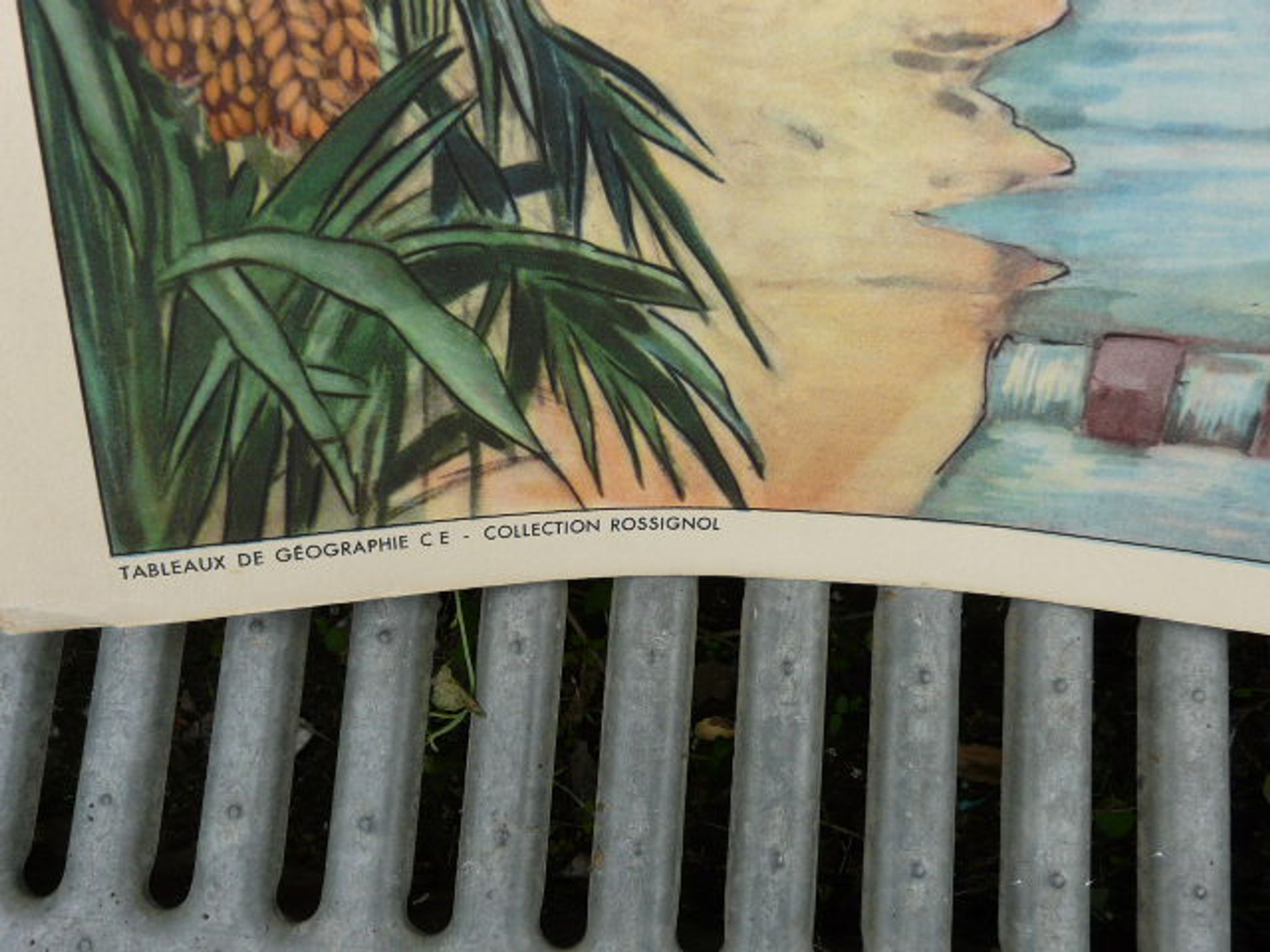 School poster editions nightingale N° 43 and 44 the rice field and the oasis
