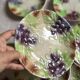 Set of eight flat dessert plates in barbotine earthenware with grape decoration – circa 1900.