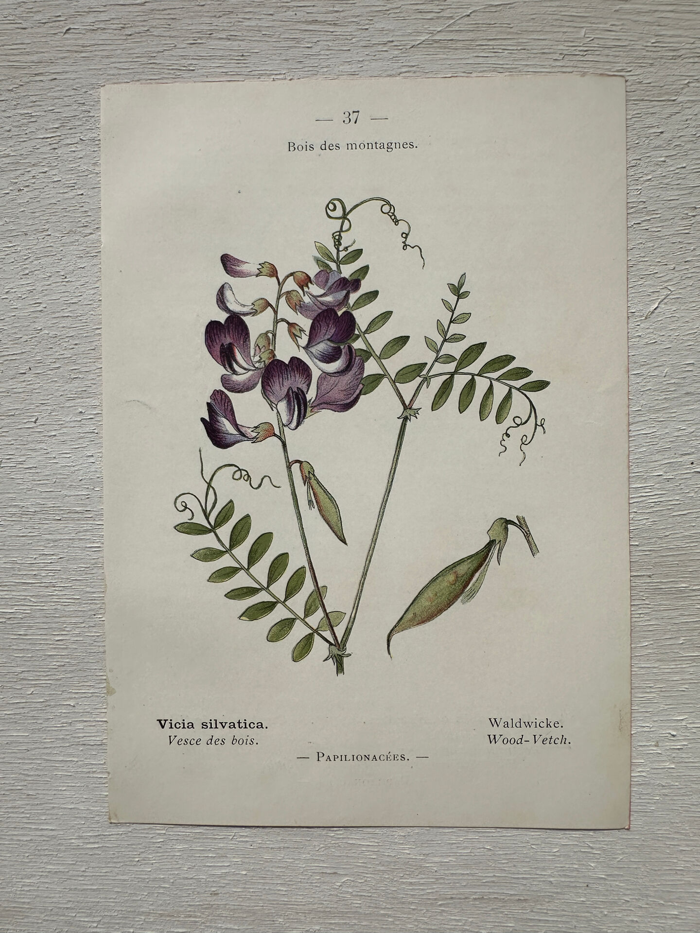 Botanical Plate 1800 Old Naturalist Engraving 19th Century Double-Sided