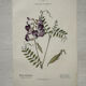 Botanical Plate 1800 Old Naturalist Engraving 19th Century Double-Sided