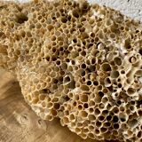 Coral fossil