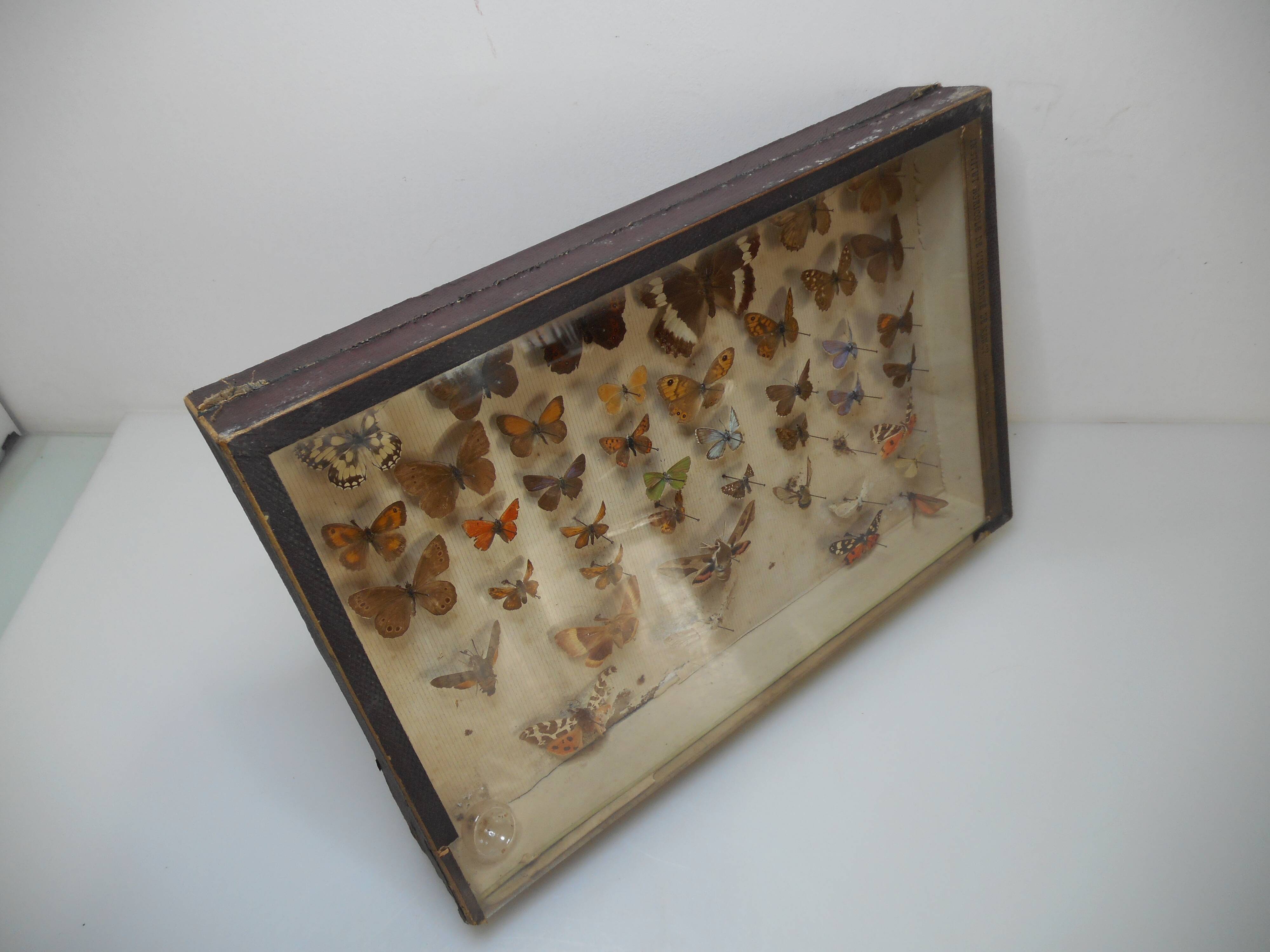 Old butterflies 1920 under glass