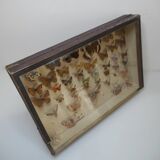 Old butterflies 1920 under glass