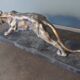 Lioness sculpture art deco