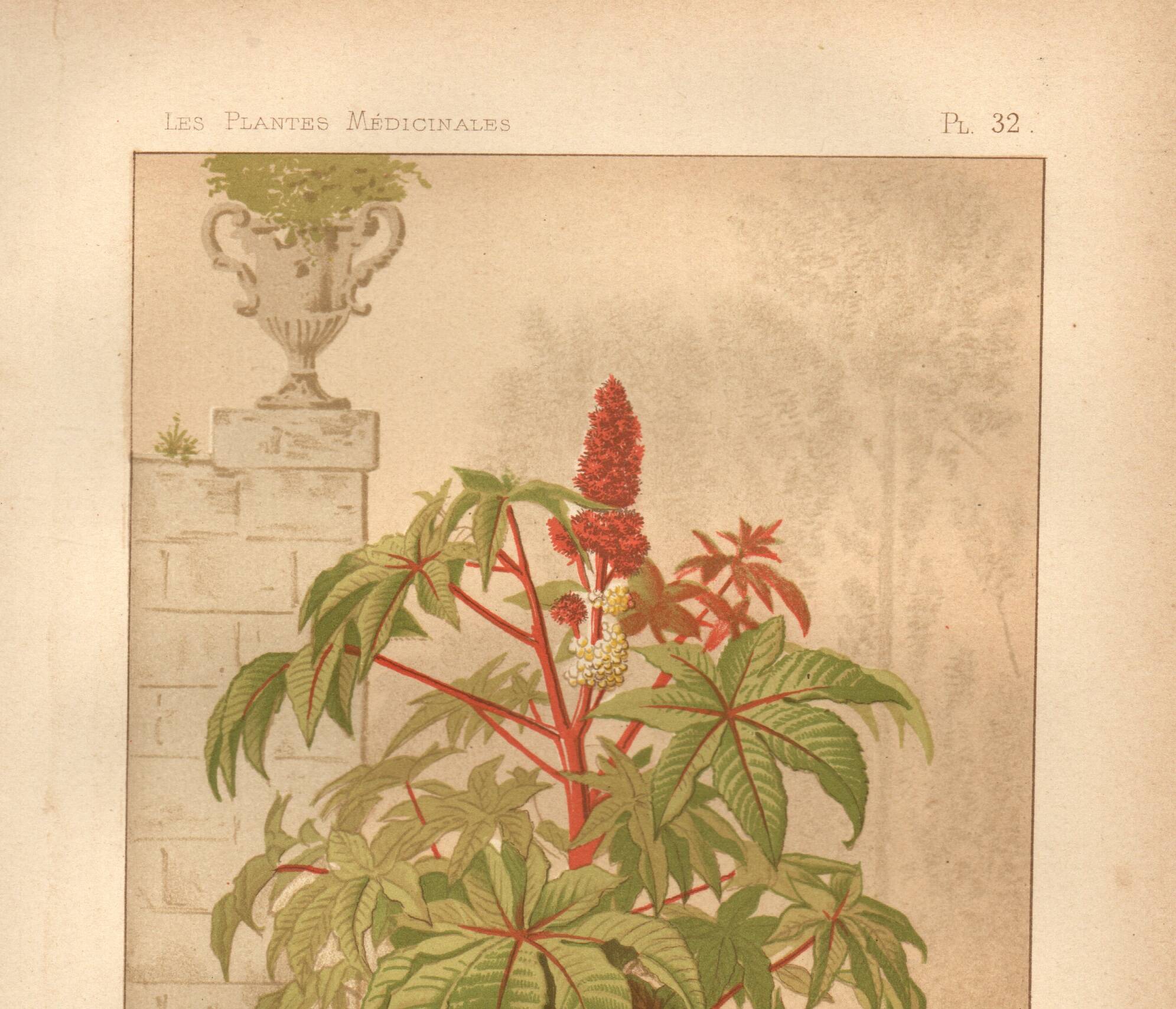 Botanical engraving from 1889 - Castor oil plant - Antique lithograph of a flower. Plate.