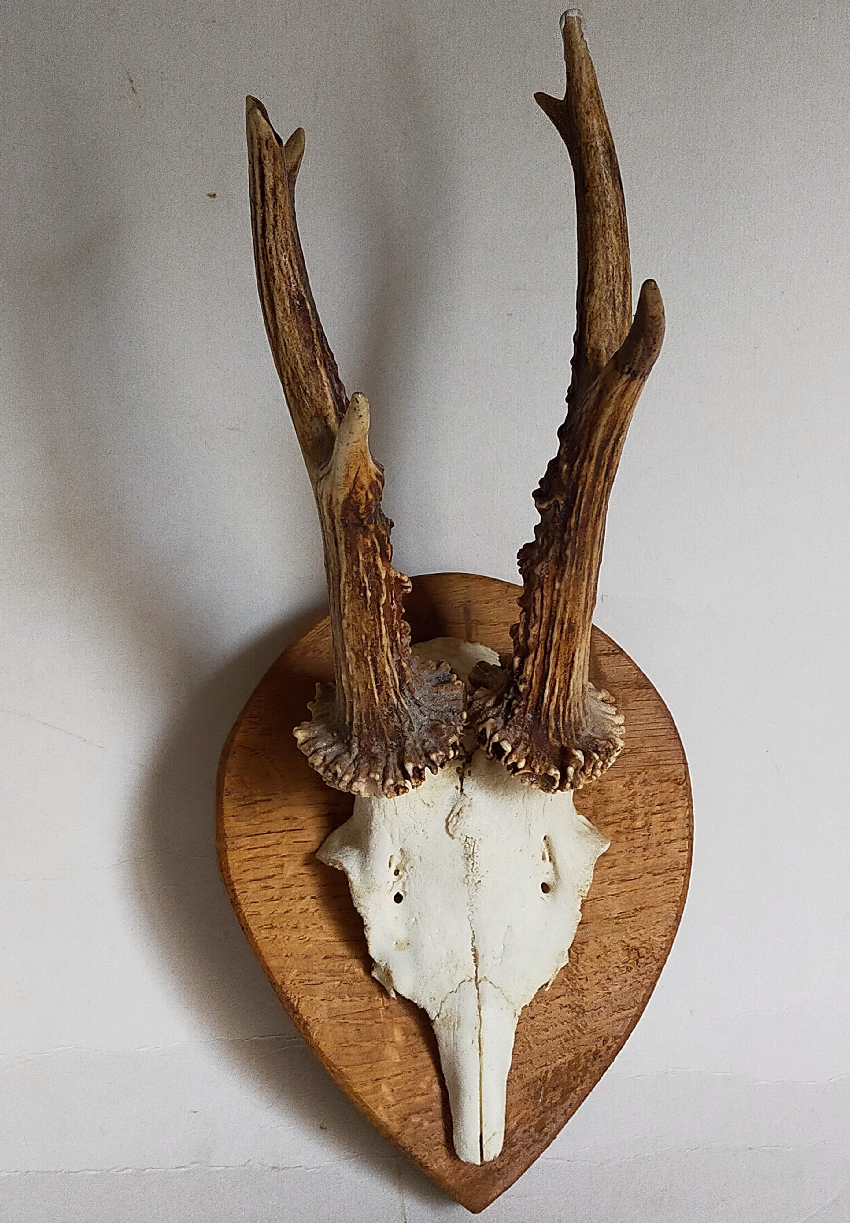 Duo of vintage hunting trophies Art-populaire 50s