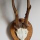 Duo of vintage hunting trophies Art-populaire 50s