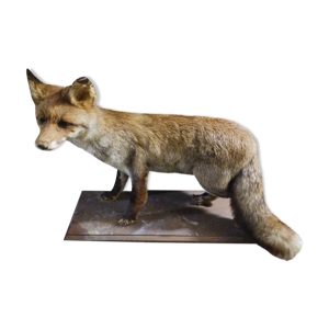 renard