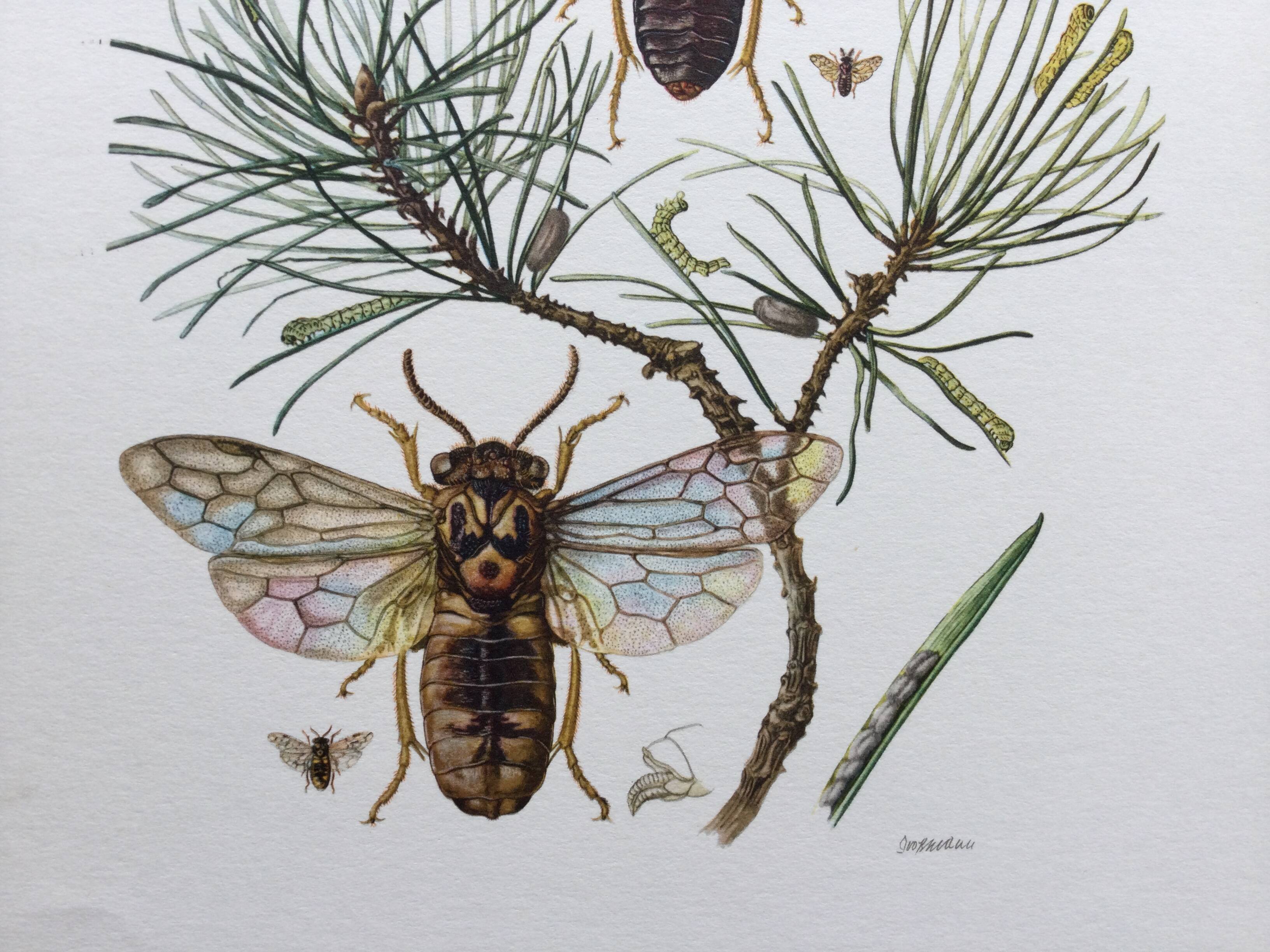 Antique illustration "insects", Vintage print from the 60s