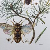 Antique illustration "insects", Vintage print from the 60s