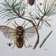 Illustration ancienne "insectes", Impression vintage années 60
