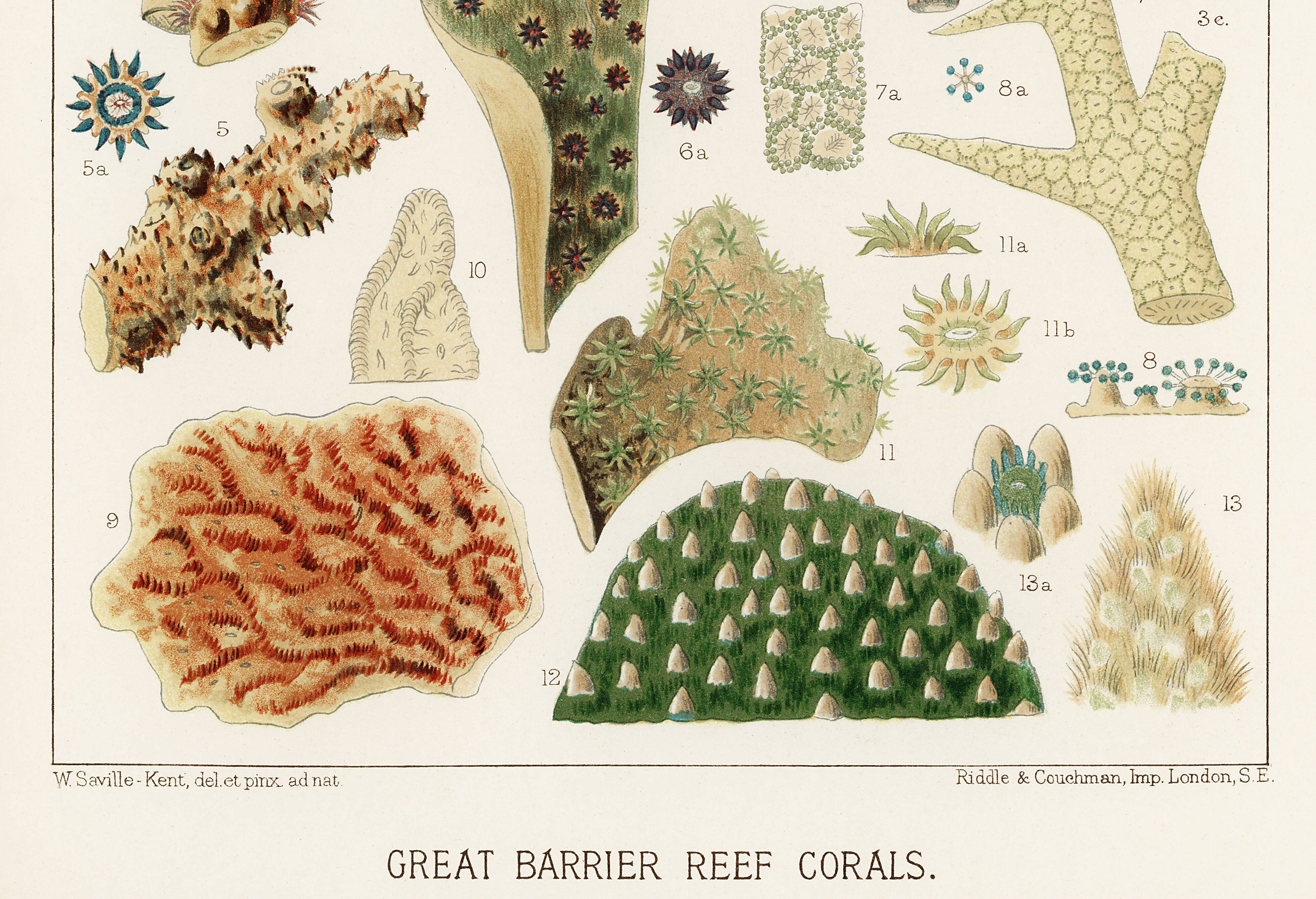 Poster for "The Corals of the Great Barrier Reef", 1893