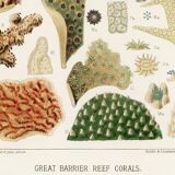 Poster for "The Corals of the Great Barrier Reef", 1893