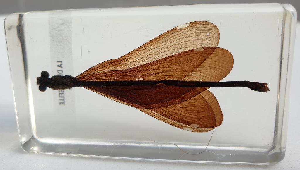 Insect under resin the Demoiselle d'Inde