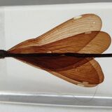 Insect under resin the Demoiselle d'Inde