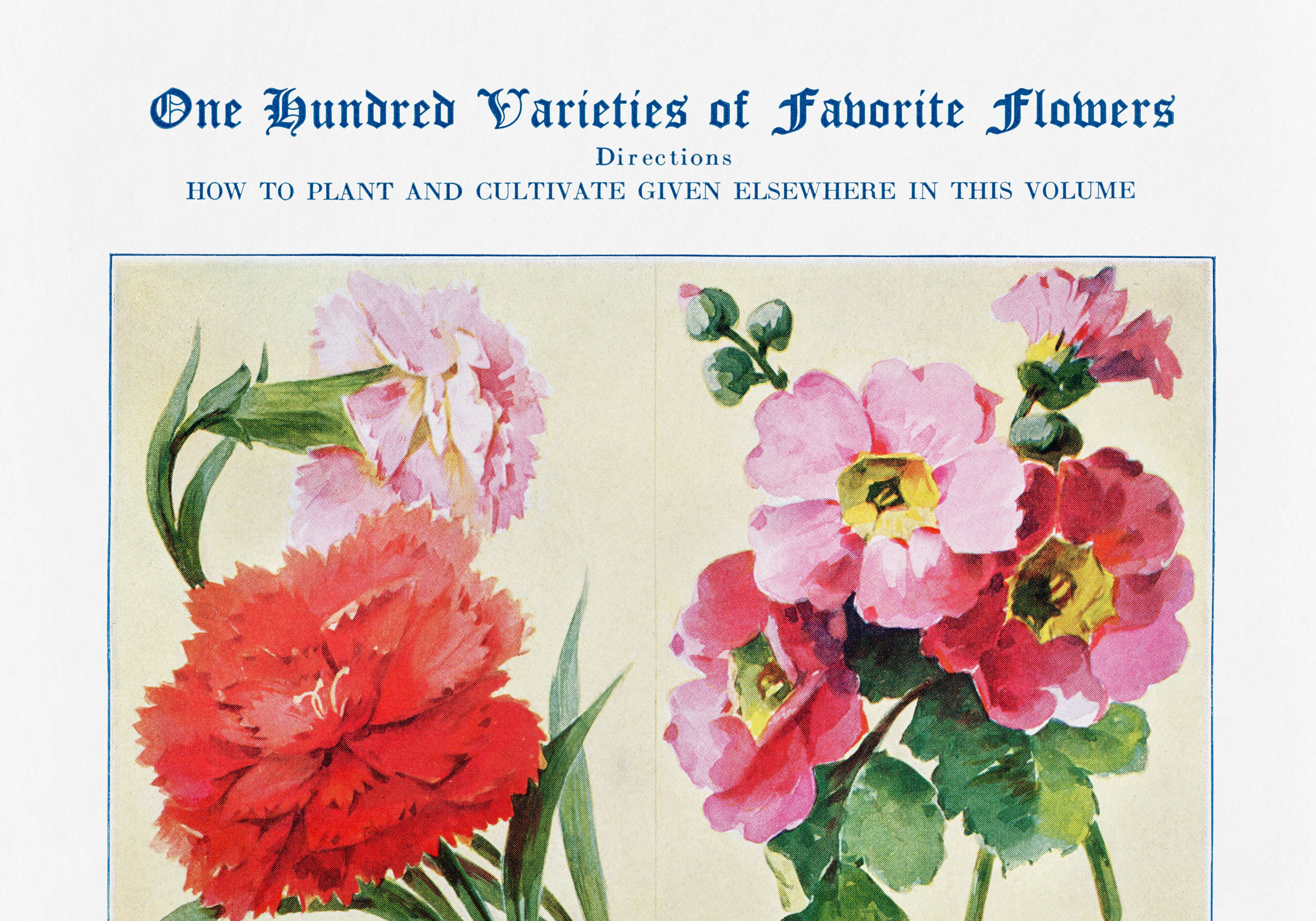 Poster featuring carnations, primroses, poppies, and purslane