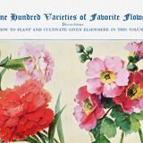 Poster featuring carnations, primroses, poppies, and purslane