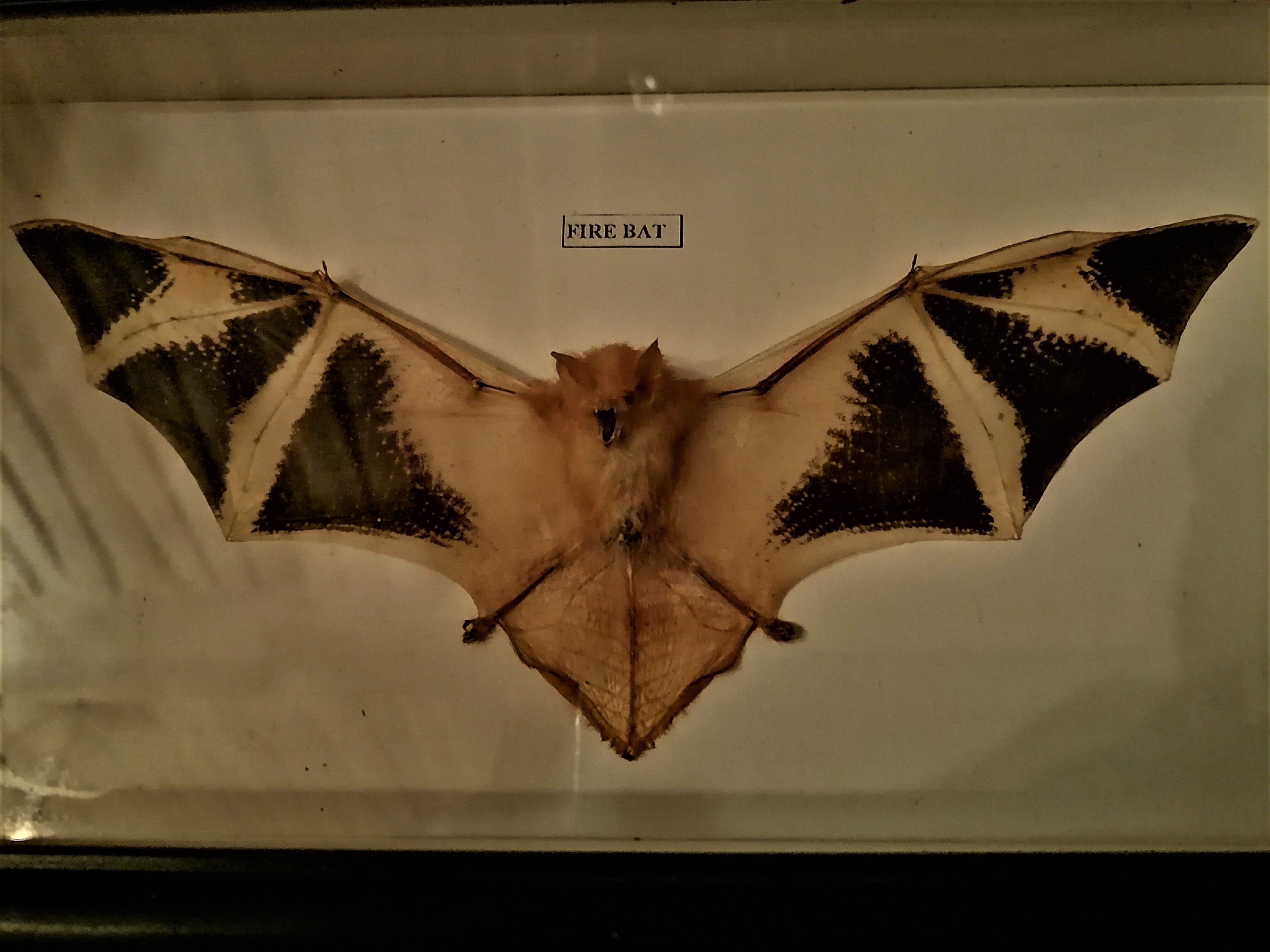 Curiosity, taxidermy, entomology, stuffed bat