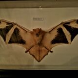 Curiosity, taxidermy, entomology, stuffed bat
