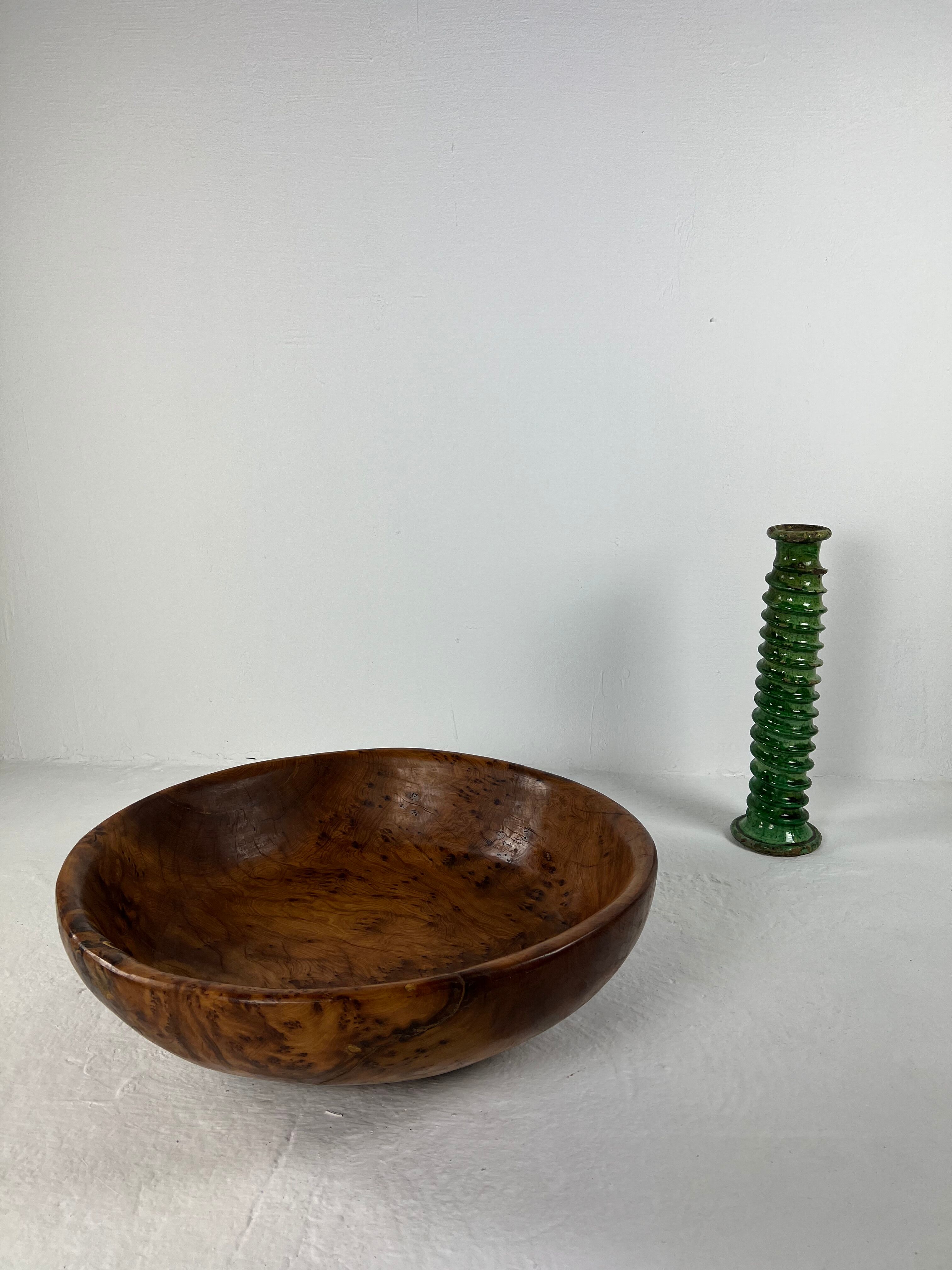 Xxl dish in tuya root