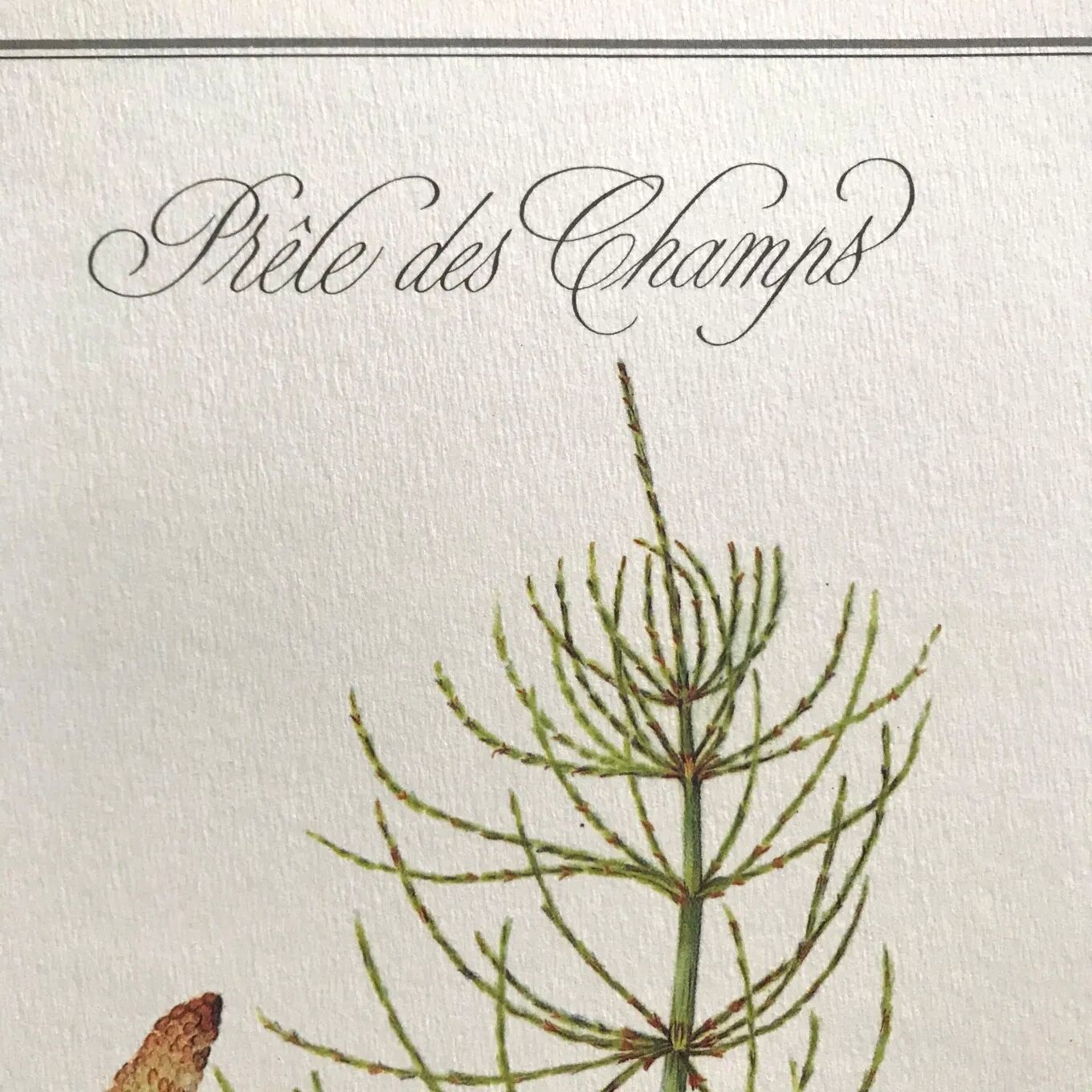 Botanical plate horsetail of the fields