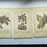 Gravures botaniques de 1897 - 3 Planches Plantes (1) - Planches originales anciennes dont Ariséma
