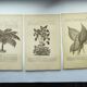 Gravures botaniques de 1897 - 3 Planches Plantes (1) - Planches originales anciennes dont Ariséma