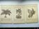 Gravures botaniques de 1897 - 3 Planches Plantes (1) - Planches originales anciennes dont Ariséma