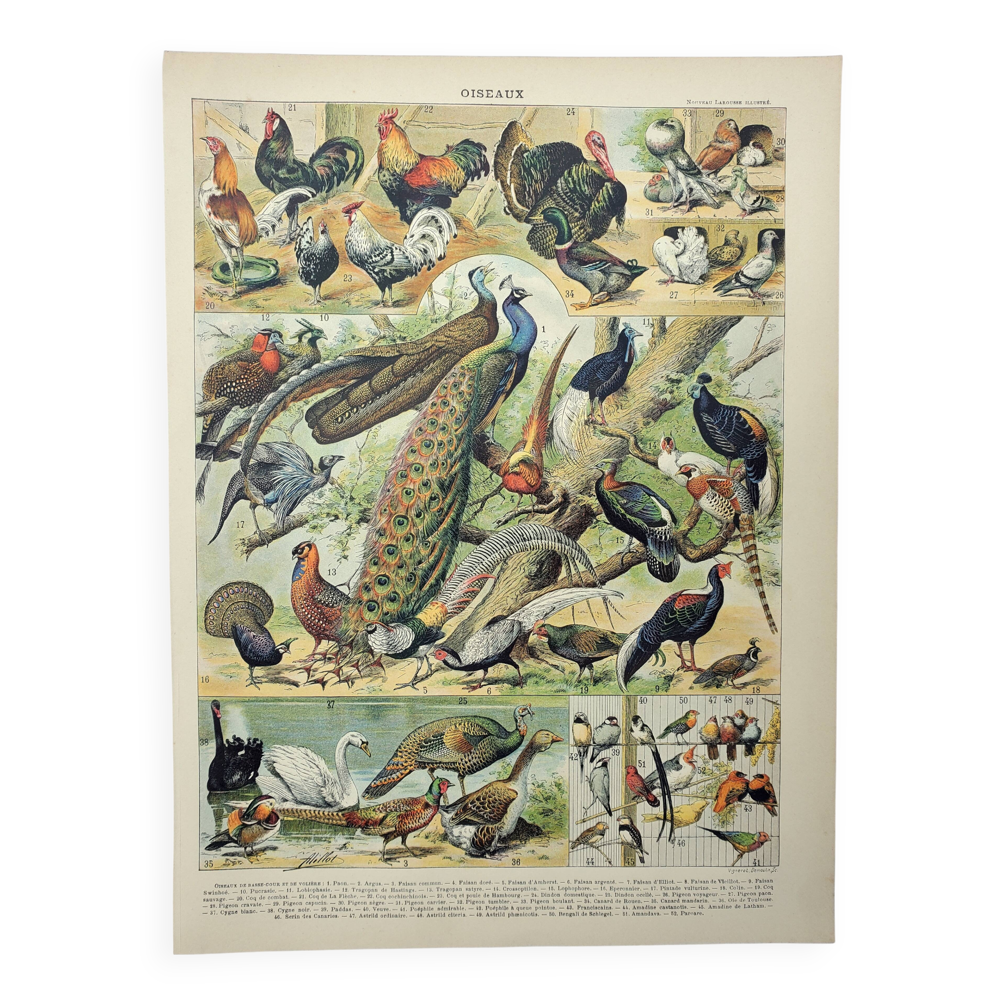 Gravure Ancienne XIXe Siècle - Oiseaux Histoire Naturelle - Format 39,5x26,5 Cm - Avec Défauts