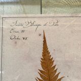 Herbarium frame "fern n°2"