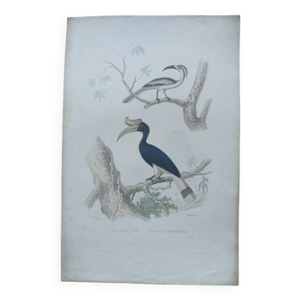 Poster - 19th century zoological engraving - hornbill and rhinoceros