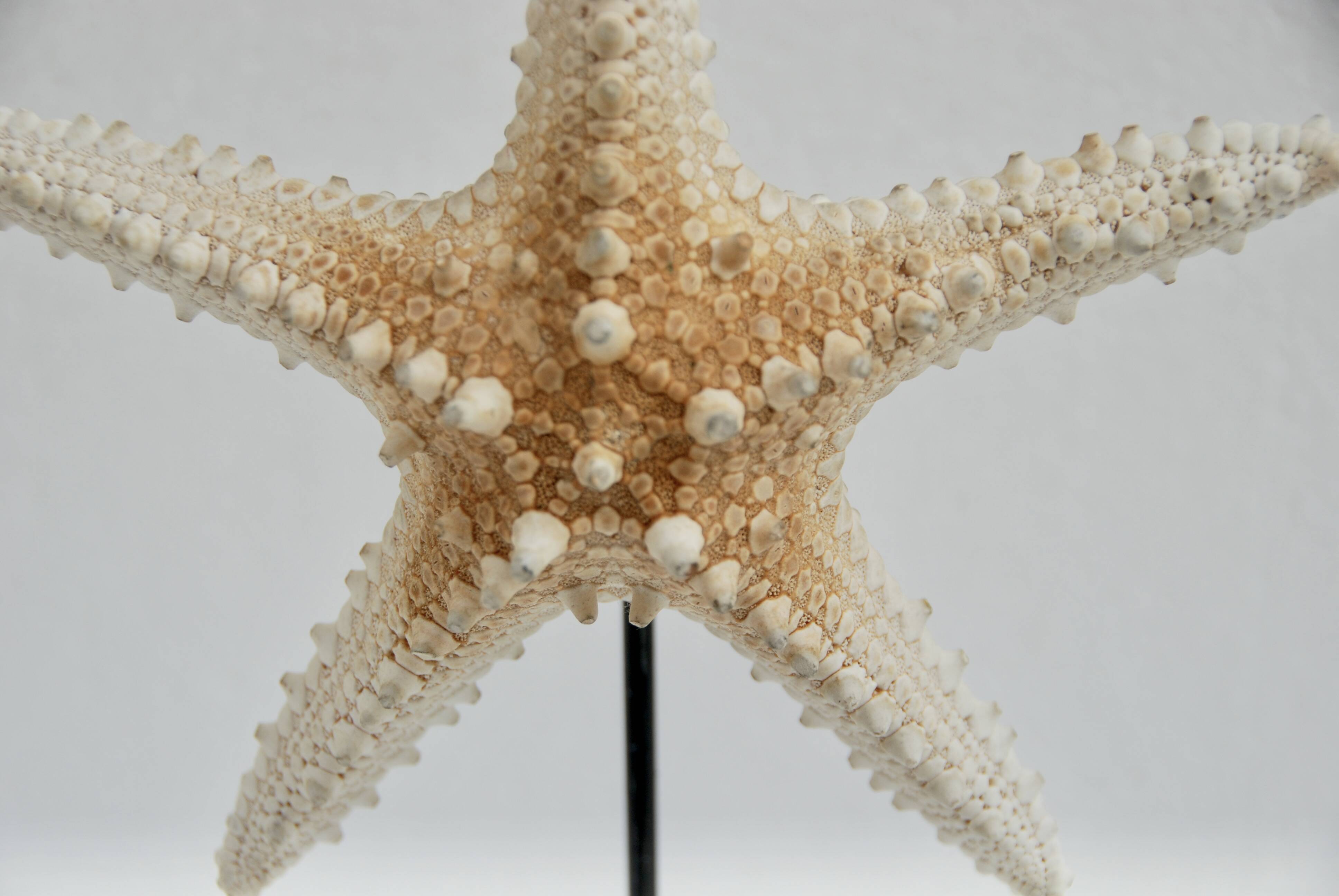 Cabinet of natural starfish curiosities on shell marble base