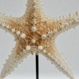 Cabinet of natural starfish curiosities on shell marble base
