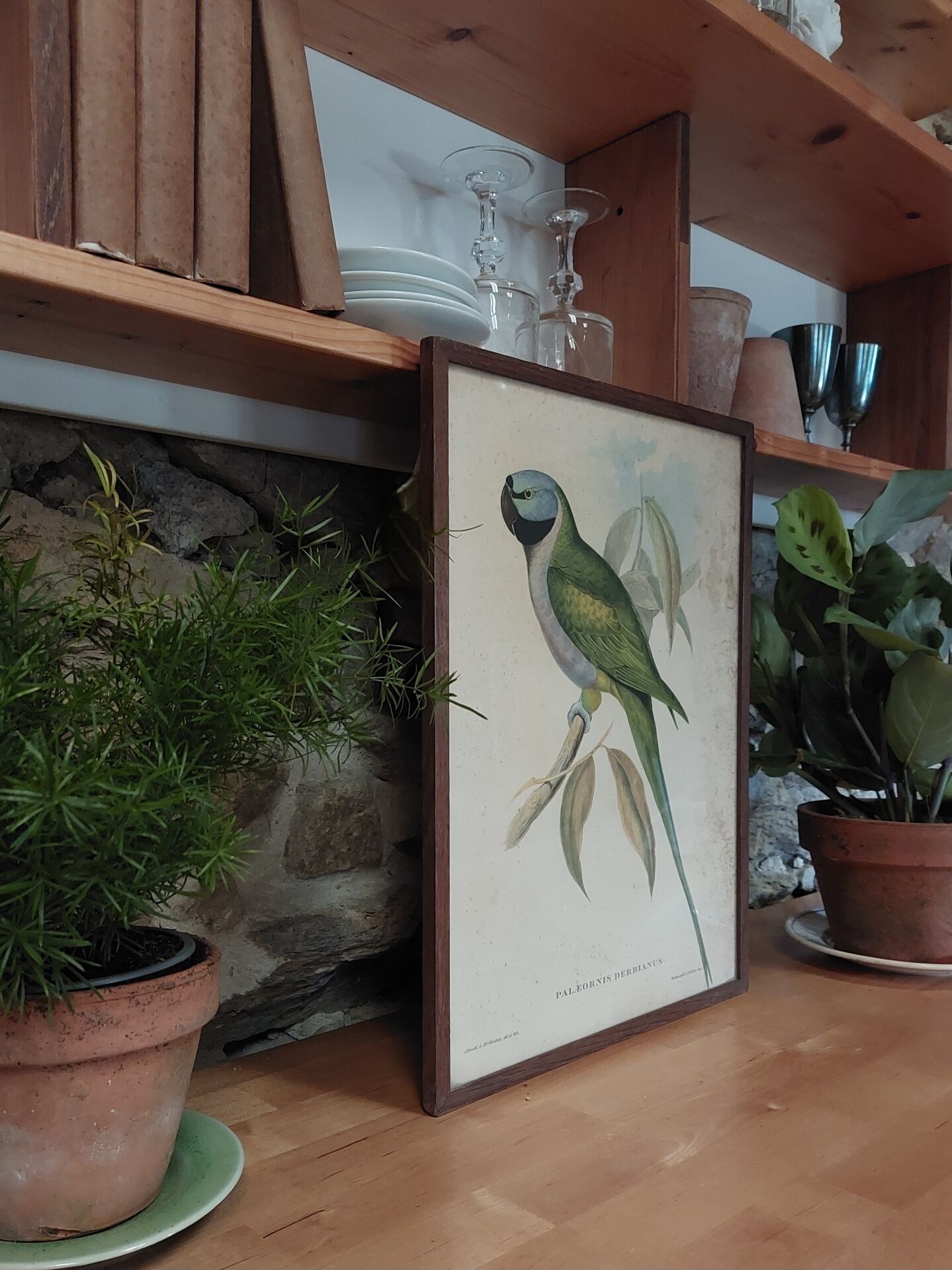 Cadre ancien ornithologique