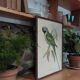 Cadre ancien ornithologique