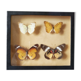 Butterfly frame
