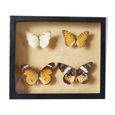 Butterfly frame